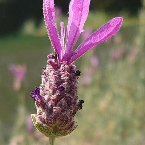 Lavandula stoechas Квітка