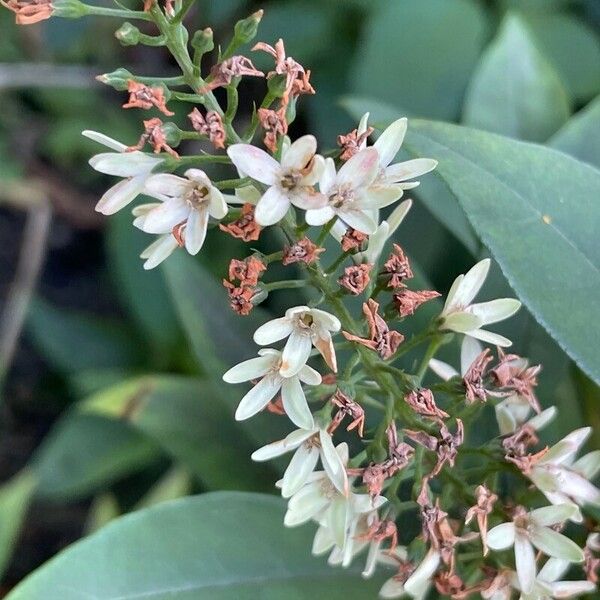 Lysimachia clethroides Квітка