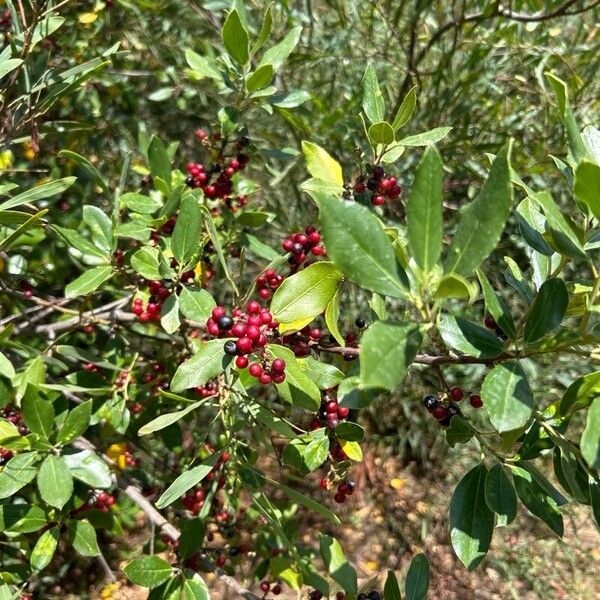 Rhamnus alaternus Fruto