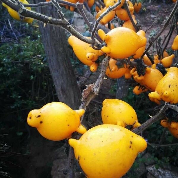 Solanum mammosum Foglia