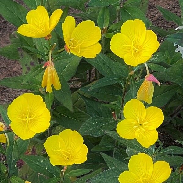 Oenothera pilosella 花