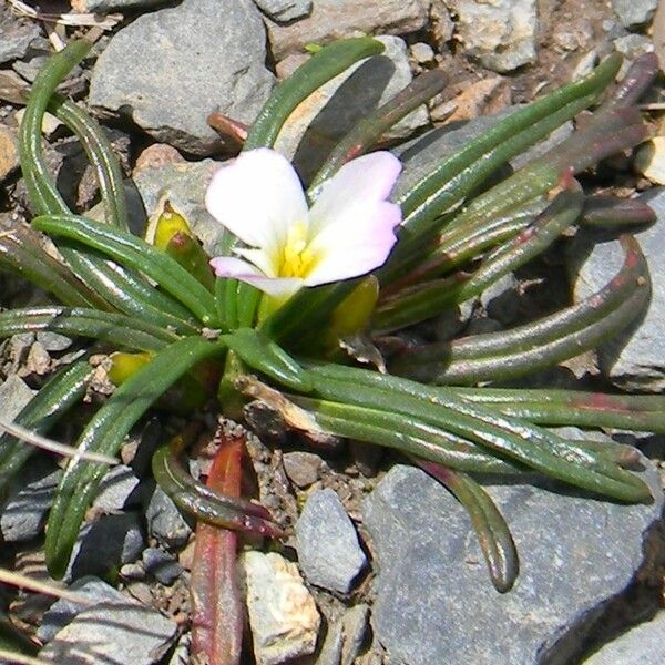 Calandrinia acaulis Агульны выгляд