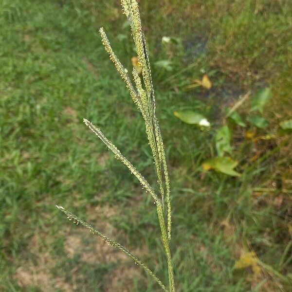 Paspalum urvillei Blüte