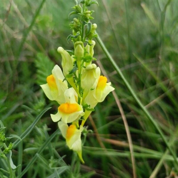 Linaria supina फूल