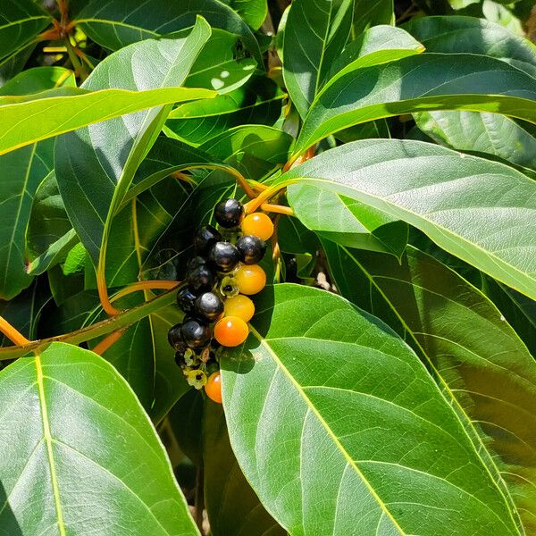 Citharexylum spinosum Fruchs