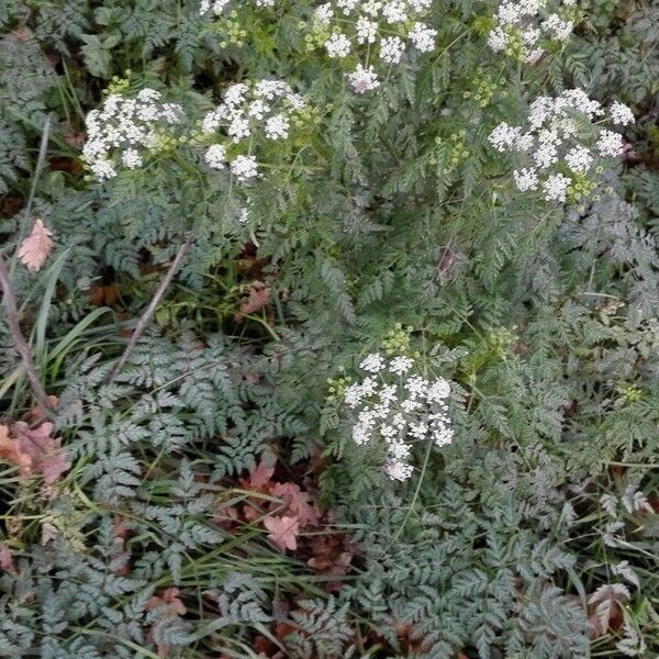 Conium maculatum Habit