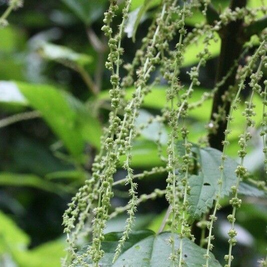 Boehmeria japonica Flower