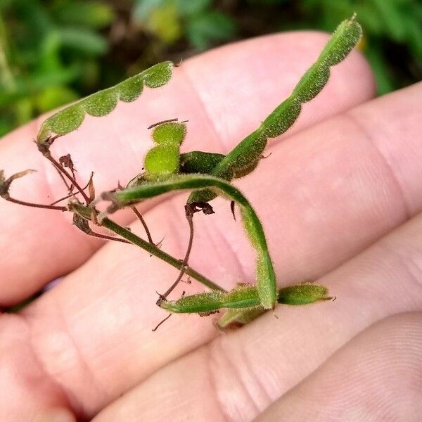 Grona adscendens Frucht