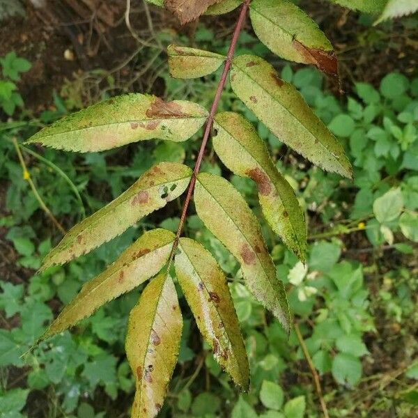 Sorbus americana Feuille