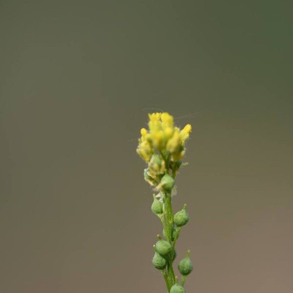 Neslia paniculata Flower