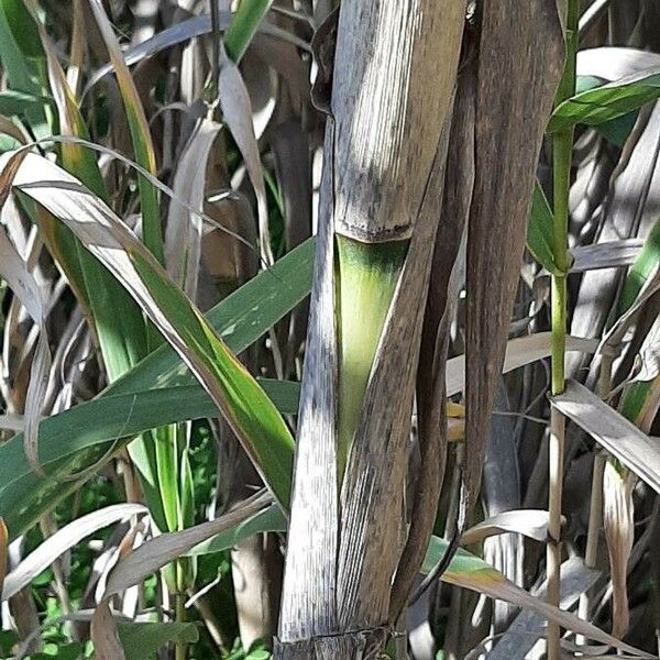 Arundo donax Escorça