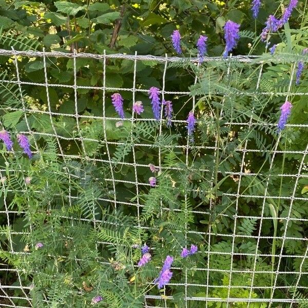 Vicia cracca आदत