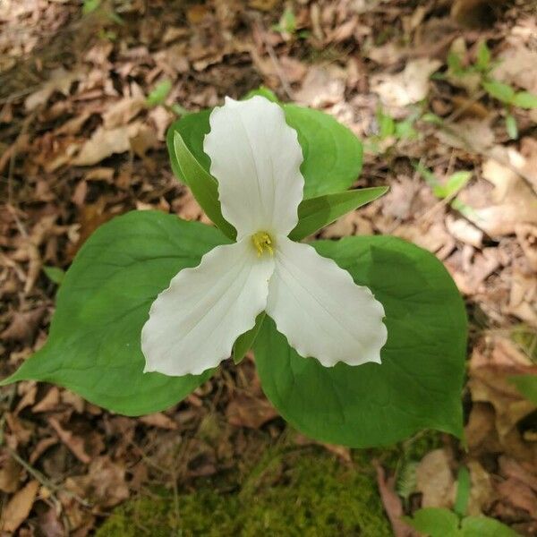 Trillium grandiflorum Floro