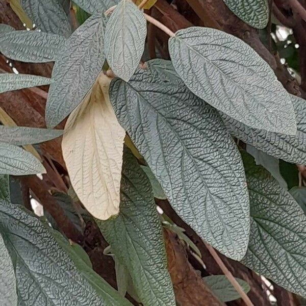 Viburnum rhytidophyllum Blatt