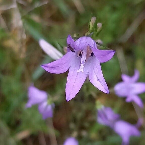 Campanula rapunculus फूल