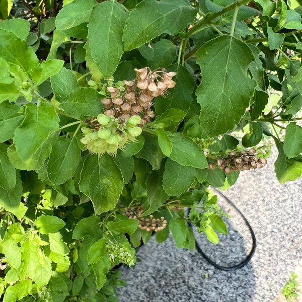 Ocimum tenuiflorum पत्ता