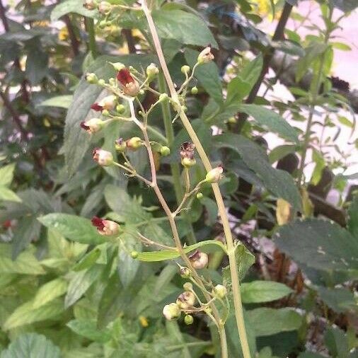 Scrophularia marilandica Flower