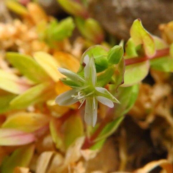 Stellaria alsine ফুল