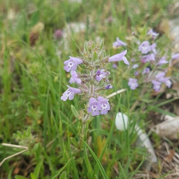 Clinopodium acinos Virág