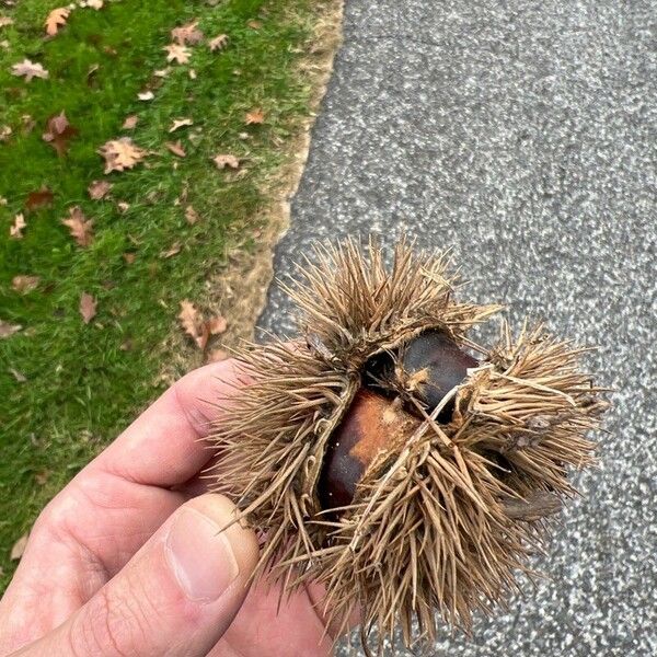 Castanea mollissima Fruit