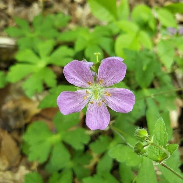 Geranium maculatum Flor