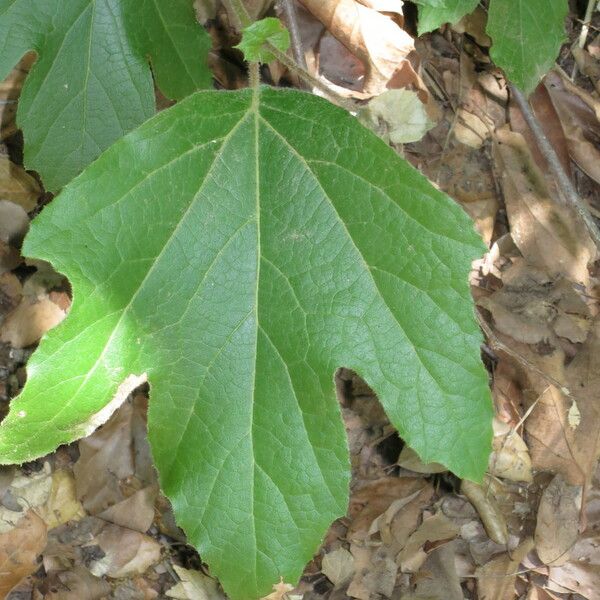 Platanus racemosa Leaf