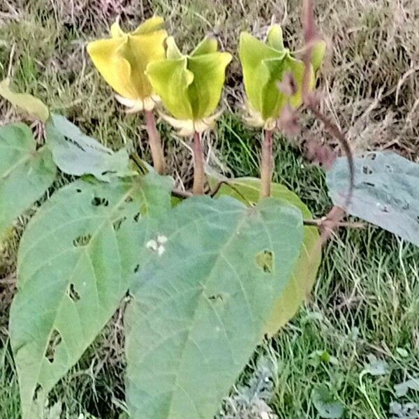 Abroma augustum Flower