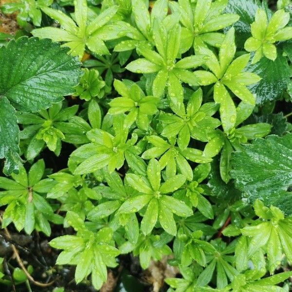 Galium odoratum Blatt