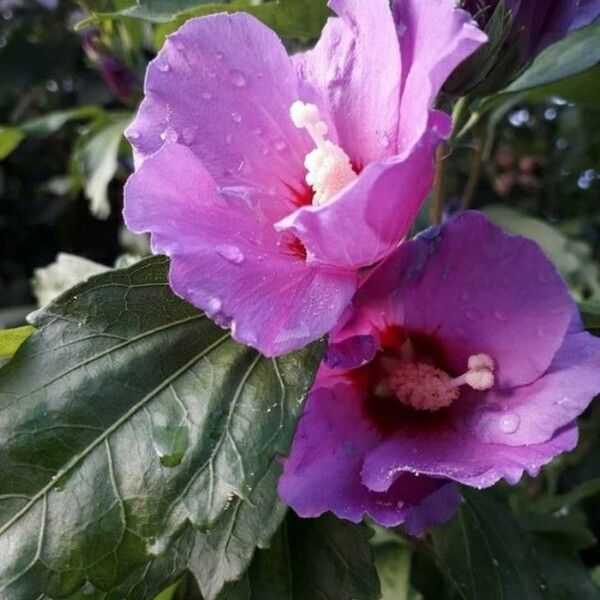 Hibiscus syriacus Цветок