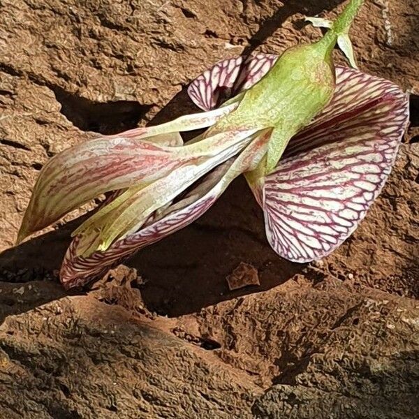 Ormocarpum kirkii Flower