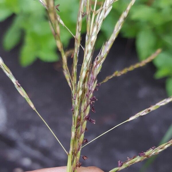 Bothriochloa bladhii Flower