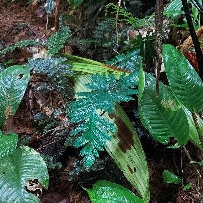 Trichomanes elegans