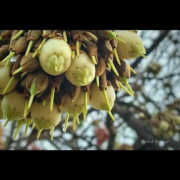 Madhuca longifolia ഫലം