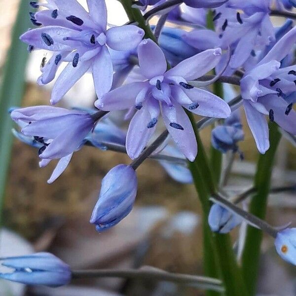 Scilla lilio-hyacinthus Flower