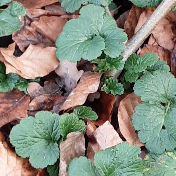 Geum macrophyllum Leaf