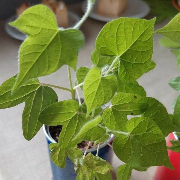 Ipomoea nil Leaf