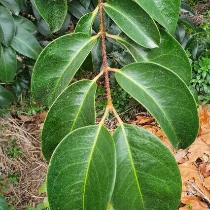 Ligustrum lucidum ᱥᱟᱠᱟᱢ