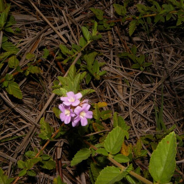 Melochia villosa Habit