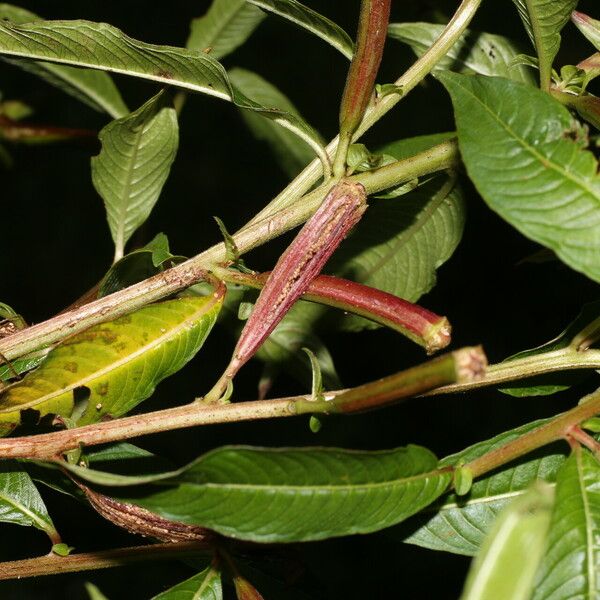 Ludwigia octovalvis Frunză