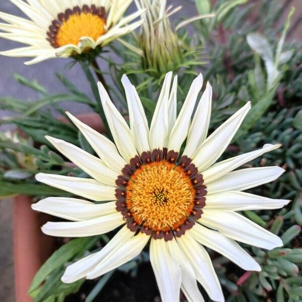 Gazania linearis Lorea