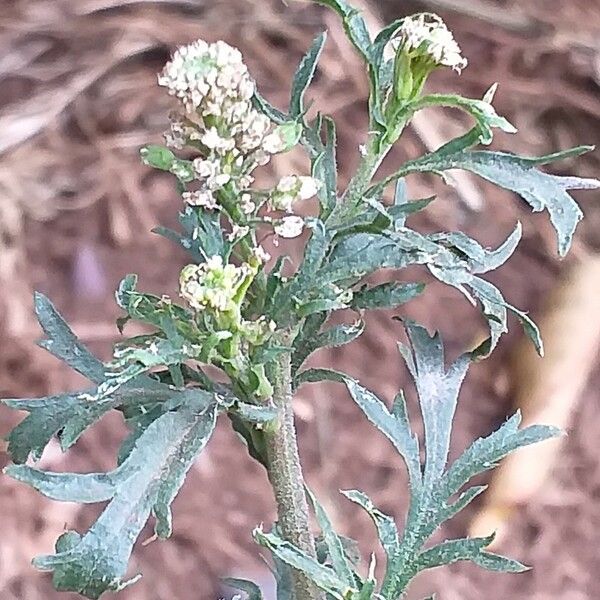 Parthenium hysterophorus ᱵᱟᱦᱟ