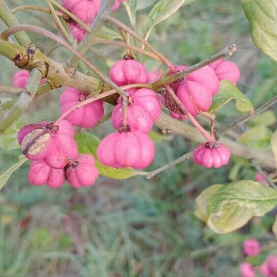 Euonymus europaeus Плід