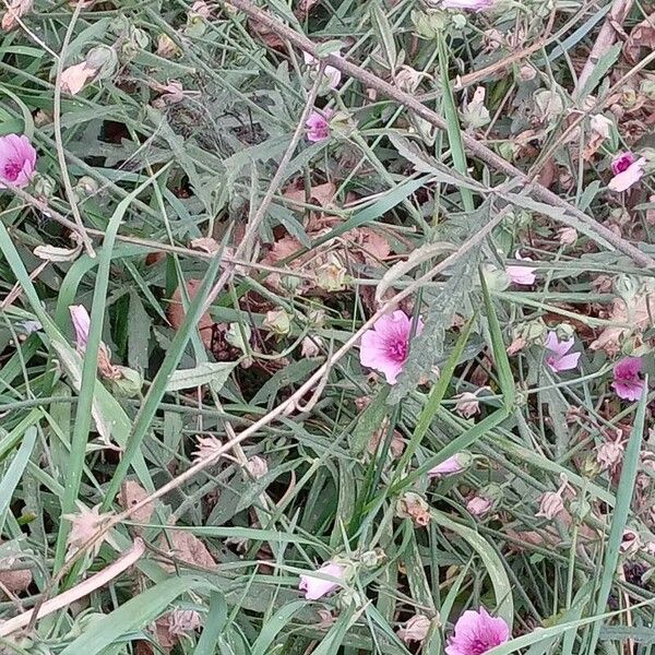 Althaea cannabina Hàbitat