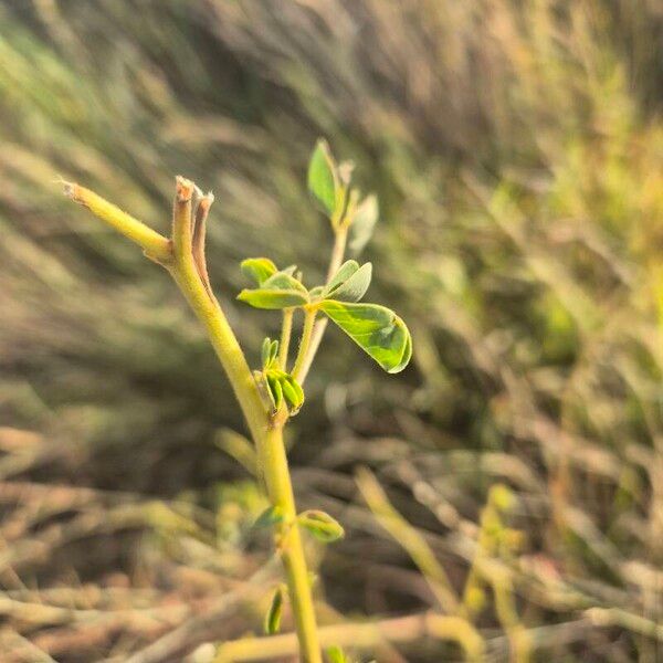 Crotalaria incana Natur