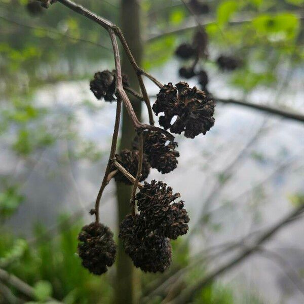 Alnus incana Fruit