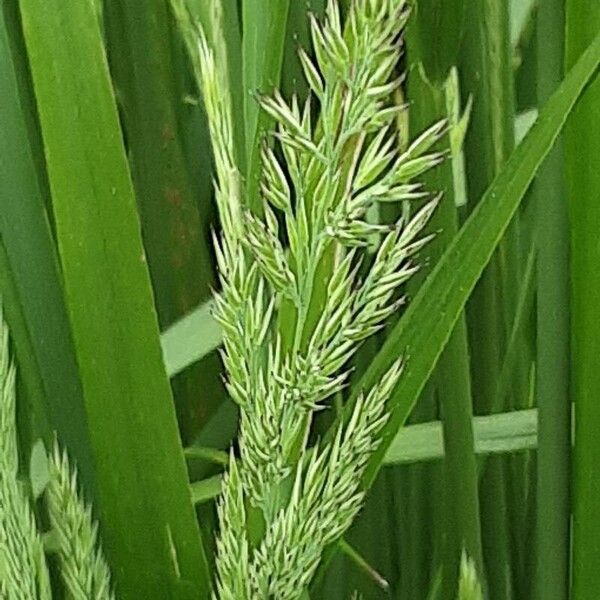 Calamagrostis epigejos Blomma