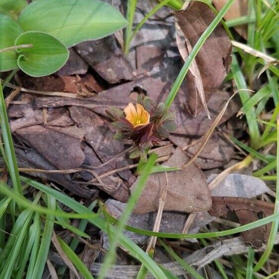 Biophytum umbraculum Flor