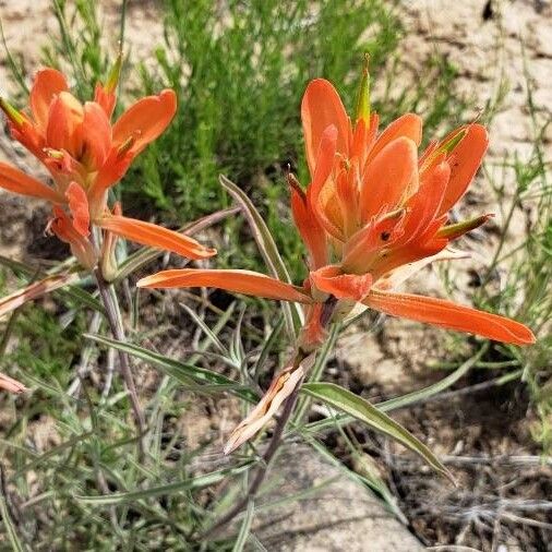 Castilleja tenuiflora Flower