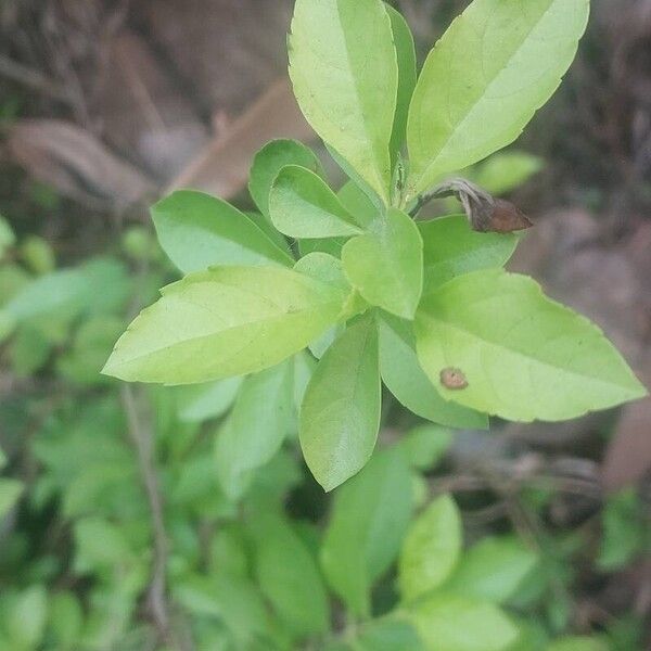 Duranta erecta List