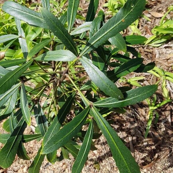 Pseudopanax lessonii Hoja